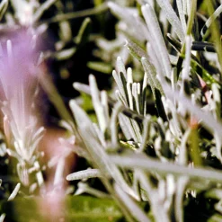 094 Hand & Body Wash Sage/Rosemary/Lavender - L:A Bruket