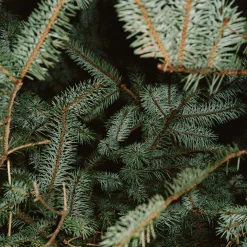 221 Hand Cream Spruce - L:A Bruket